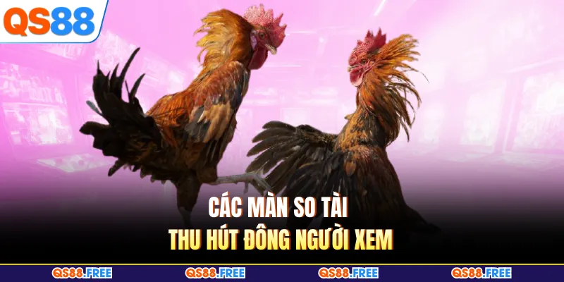 Các màn so tài thu hút đông người xem