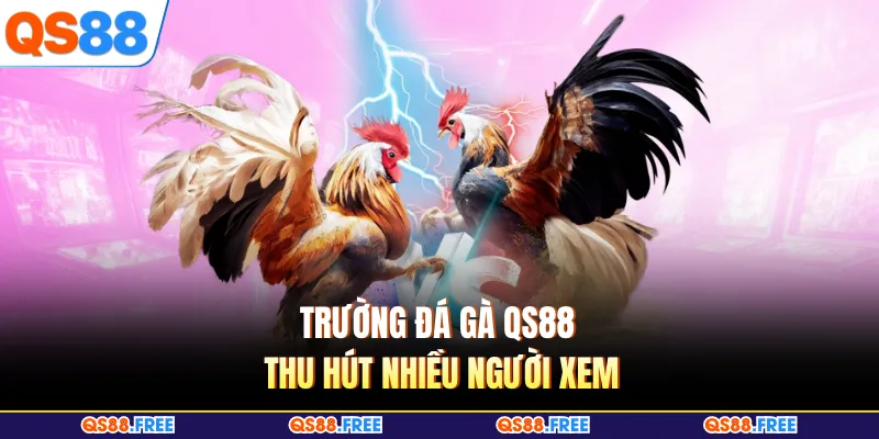 Trường đá gà QS88 thu hút nhiều người xem
